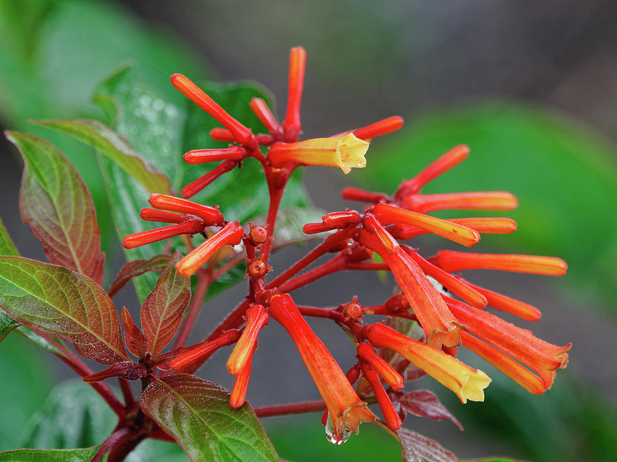 Flowering Firebush Plant Photograph by Jill Nightingale