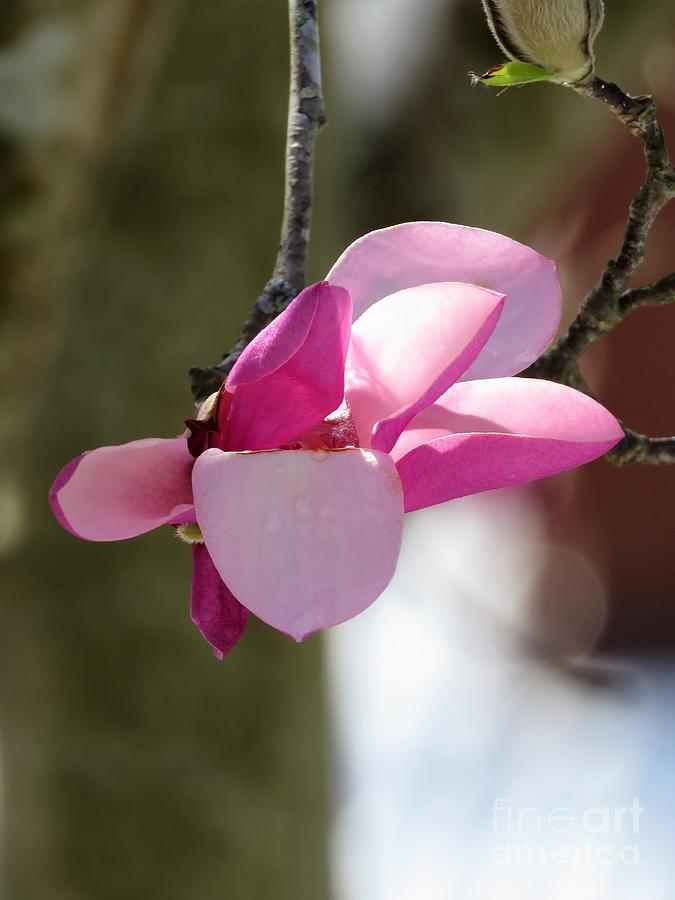 Flowering Magnolia #1 Photograph by Anita Adams