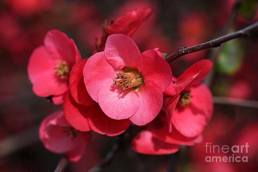Flowering Quince #2 Photograph by Joy Watson