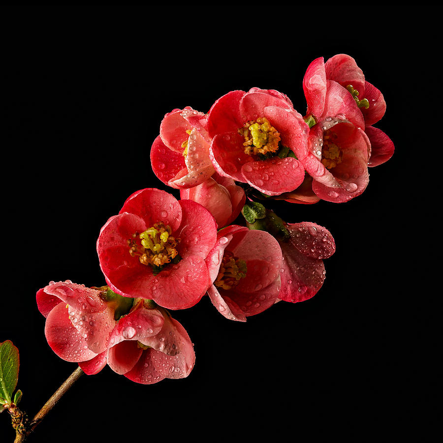 Flowering Quince Photograph