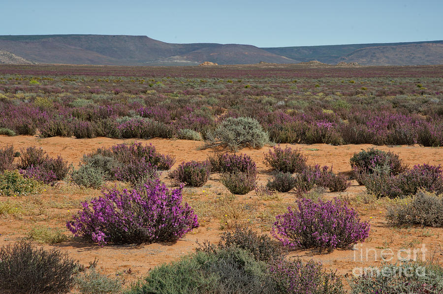 Flowering Shrub In Richtersveldt Desert #2 Photograph by Francesco Tomasinelli
