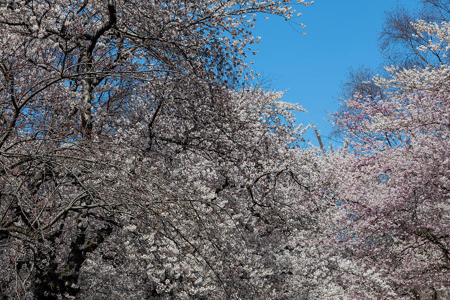 Flowering Spring Trees #1 Photograph by Robert Ullmann
