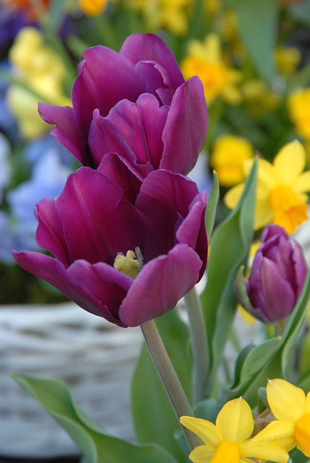 Tulip Photograph - Flowers 643 #1 by Joyce StJames