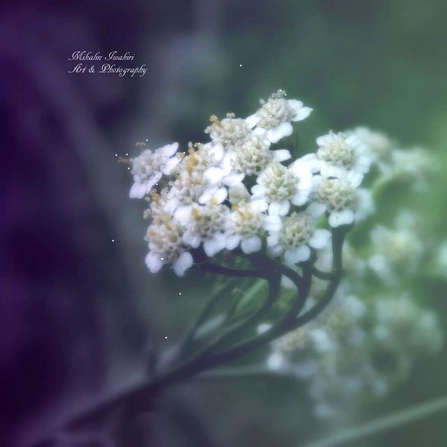 Flower Photograph - #flowers #beauty #pretty #bokeh #1 by Mika Iwakiri 