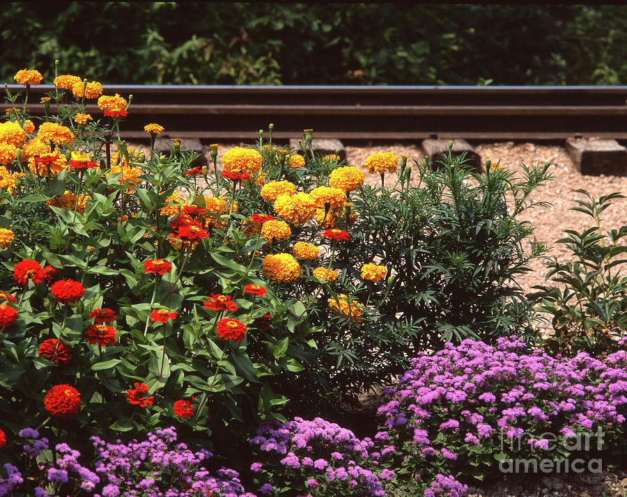 Flowers by Train Tracks #1 Photograph by John Bowers