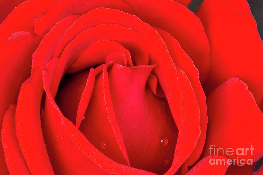 Red Rose Romance Tender Photograph by David Zanzinger