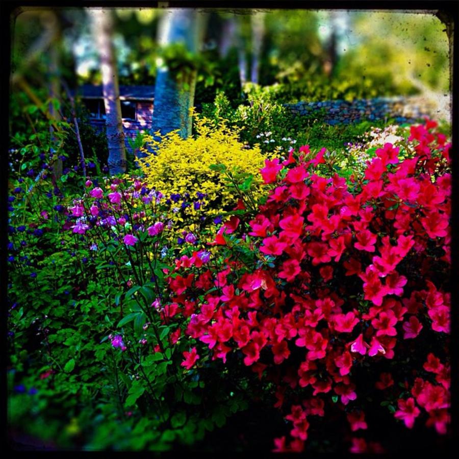 Summer Photograph - #flowers #floral #garden #beauty #1 by Sam Stratton