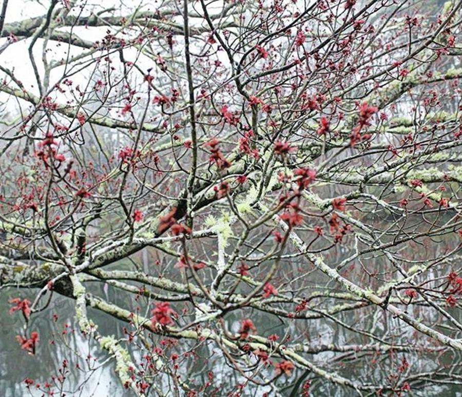 Tree Photograph - #flowers #flowerstagram #lichen #1 by Kazan Durante
