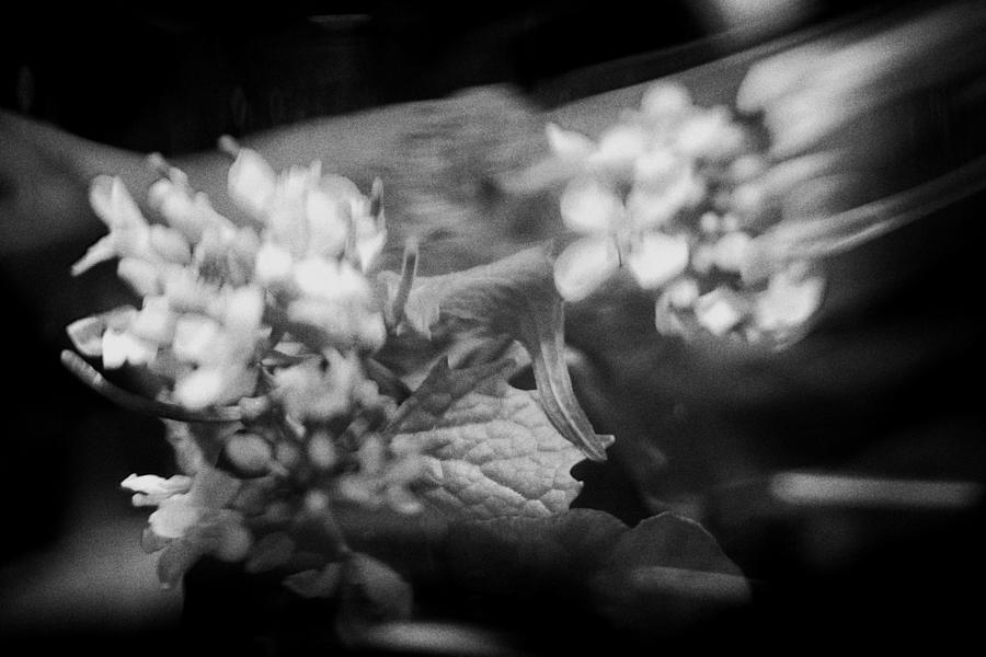 flowers in Motion #1 Photograph by Scott Wyatt