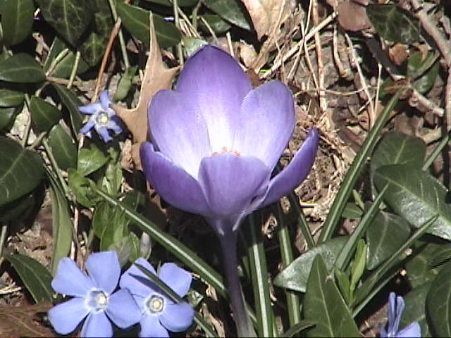 Washington Photograph - Flowers In Spring by Haydee Jaramillo Washington Photograph - Flowers In Spring by Haydee Jaramillo