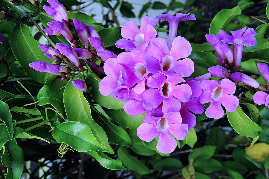 Flowers Of Belize Photograph by Paul Sandilands - Fine Art America