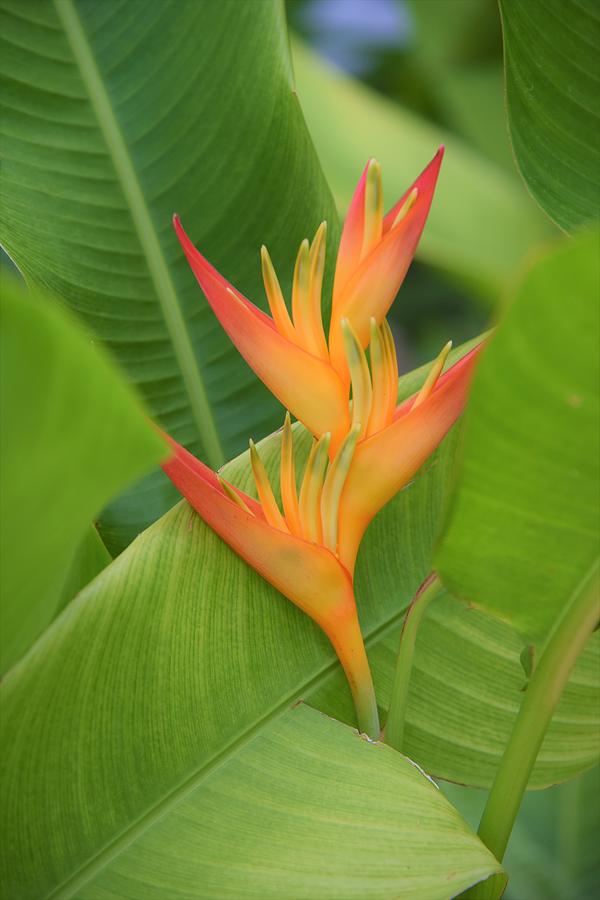 Flowers of Hawaii #1 Photograph by Lisa Dunn