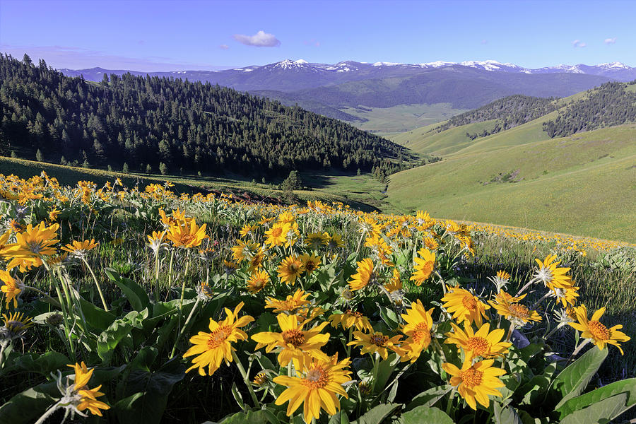 Spring in the Mountains Photograph by Jack Bell