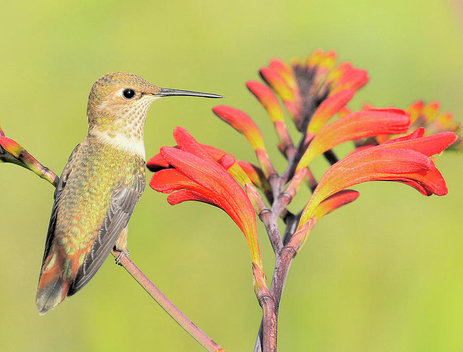 Flowery Perch #1 Photograph by Steve McKinzie