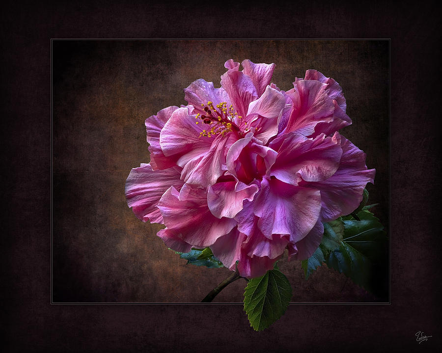 Fluffy Pink Hibiscus #1 Photograph by Endre Balogh
