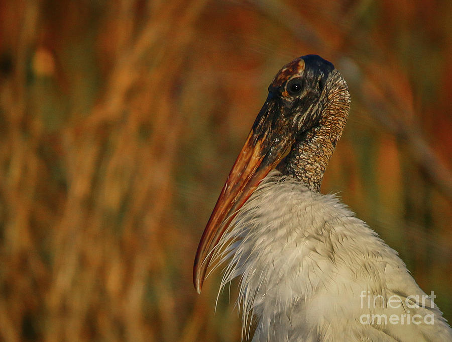 Fluffy Wood Stork #1 Photograph by Tom Claud