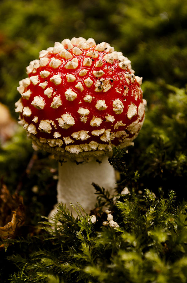 Fly Agaric toadstool by David Isaacson Fly Agaric toadstool by David Isaacson
