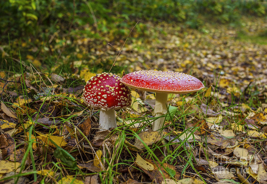 Fly Amanita Photograph by Patricia Hofmeester