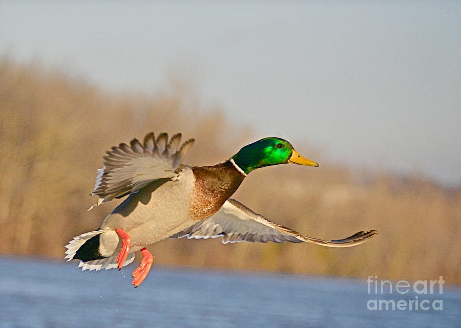 Duck Photograph - Fly By by Robert Pearson