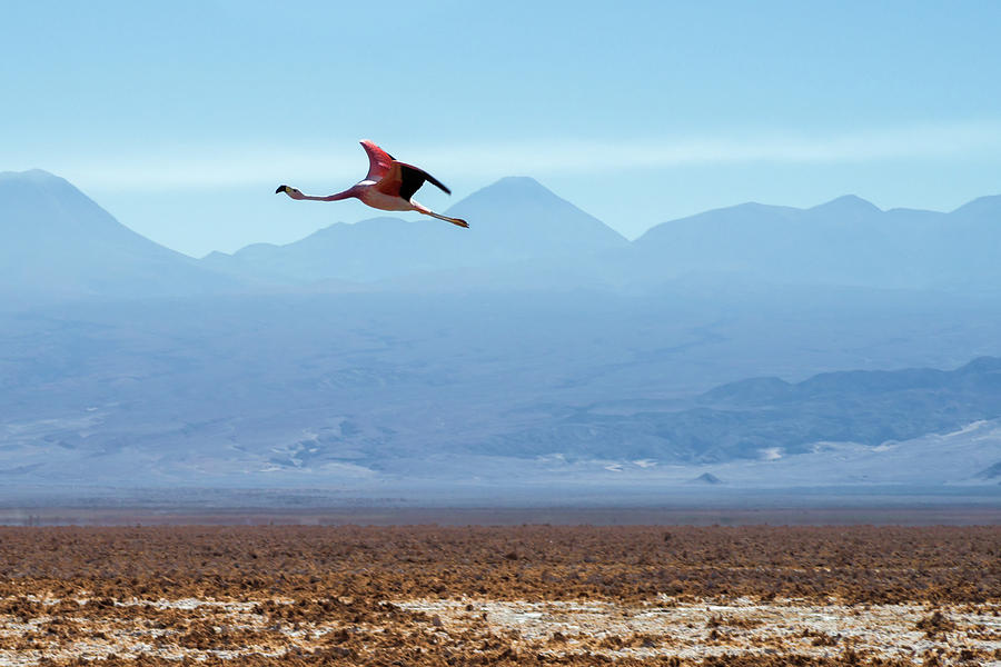 Flying Andean Flamingo #1 Photograph by Kent Nancollas