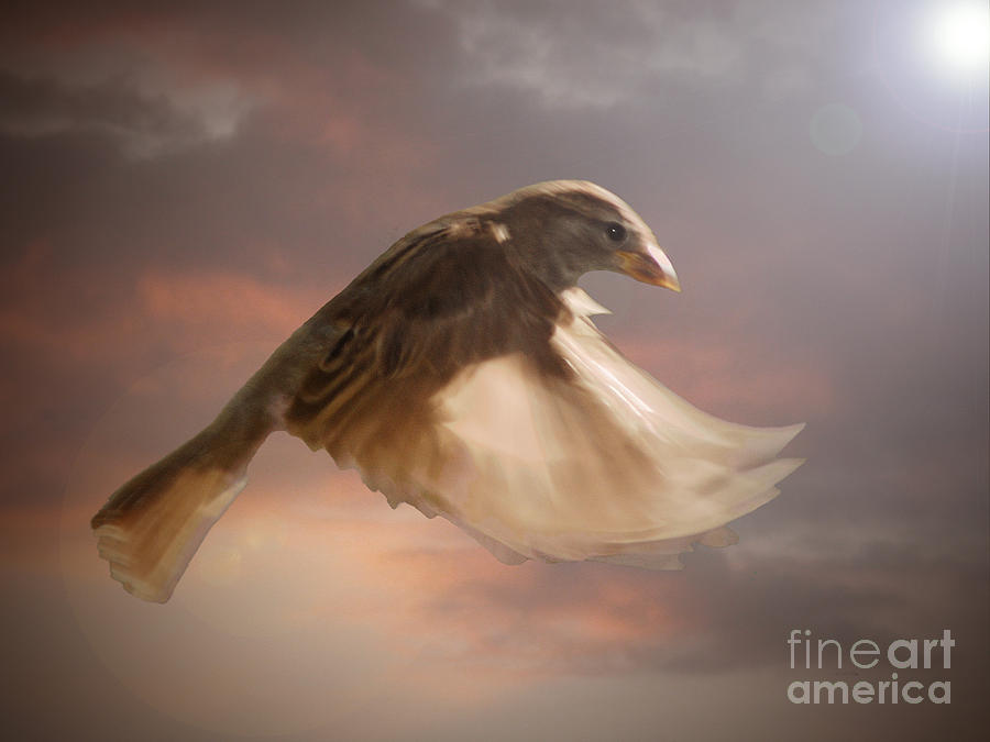 Sparrow Photograph - Flying bird #1 by Jim Wright