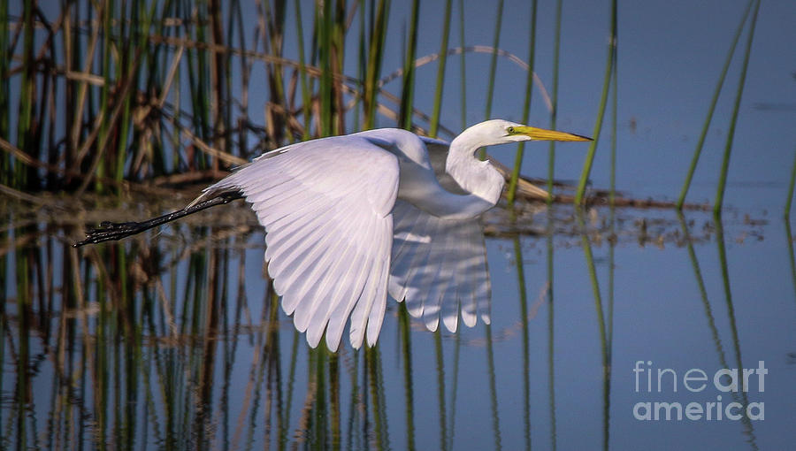 Flying Egret #1 Photograph by Tom Claud