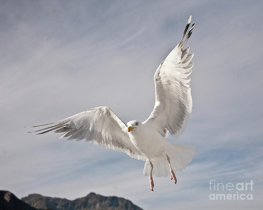 Flying European Herring Gull #2 Photograph by Heiko Koehrer-Wagner