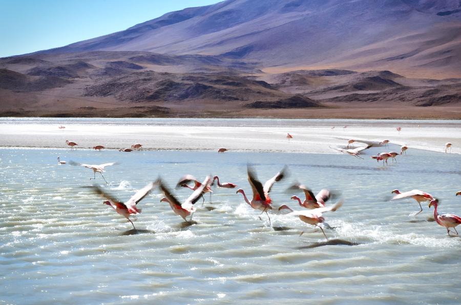 Bird Photograph - Flying Flamingos by Sandy Taylor