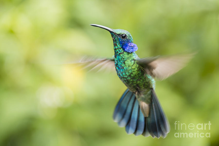 Flying Green violetear hummingbird #1 Photograph by Oscar Gutierrez
