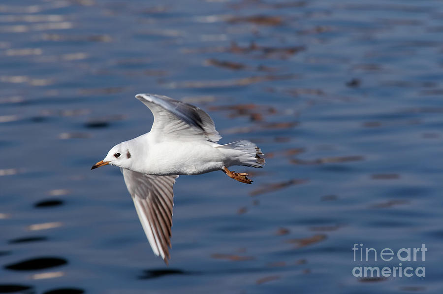 Flying gull above water #1 Photograph by Michal Boubin