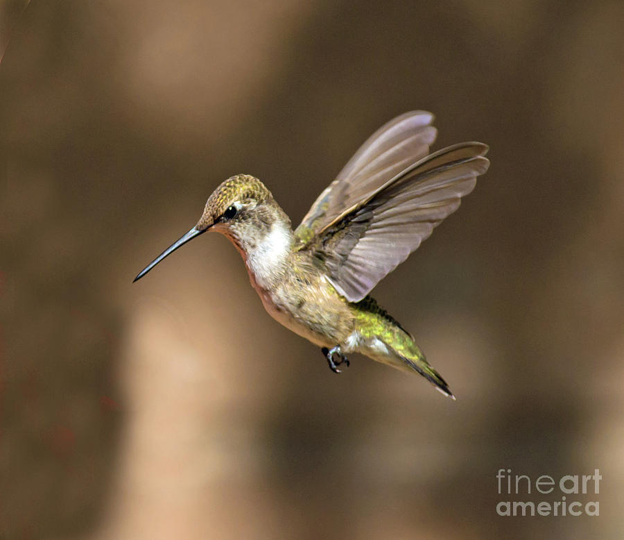 Flying Hummingbird Photograph by Stephen Whalen