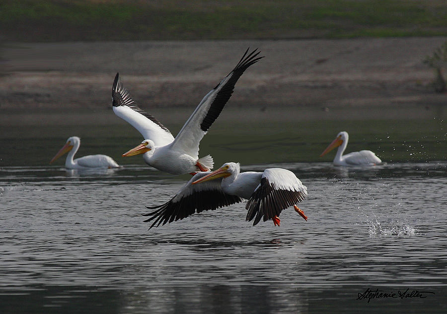 Flying Pelicans by Stephanie Salter Flying Pelicans by Stephanie Salter