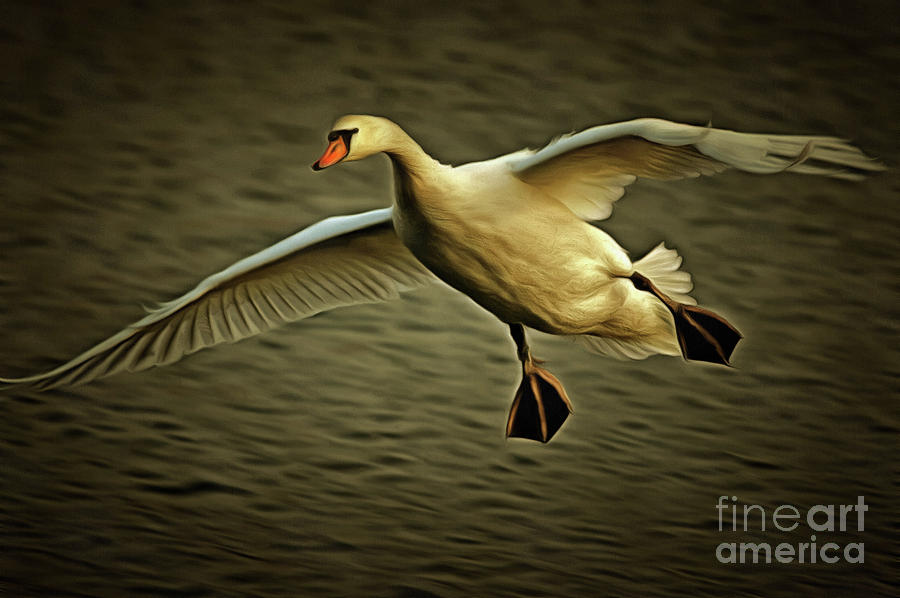 Flying Swan #1 Photograph by Michal Boubin