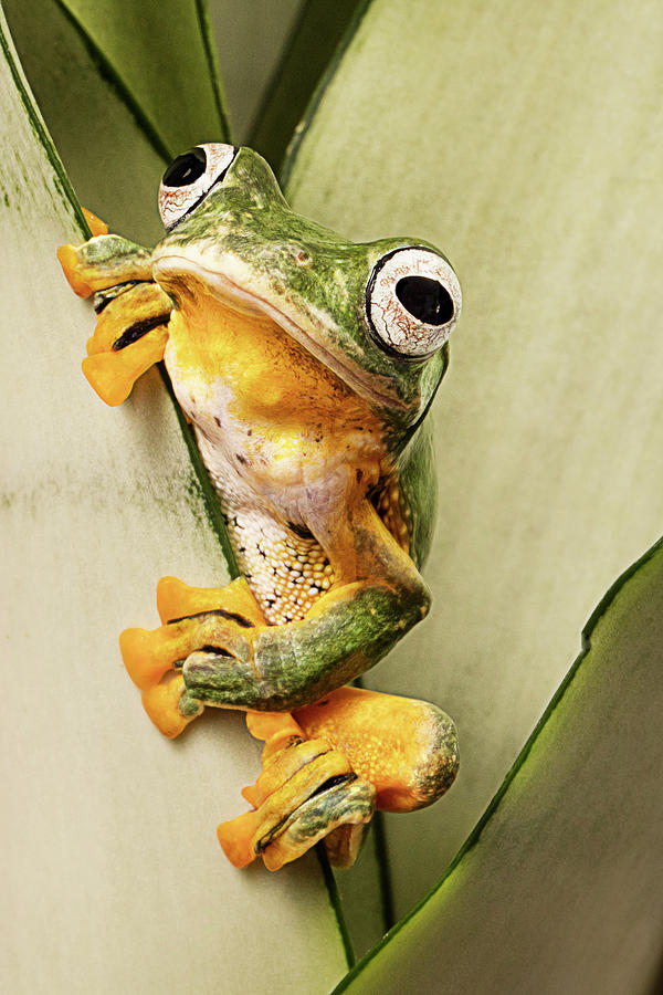 Flying Tree Frog Photograph By Linda D Lester - Fine Art America