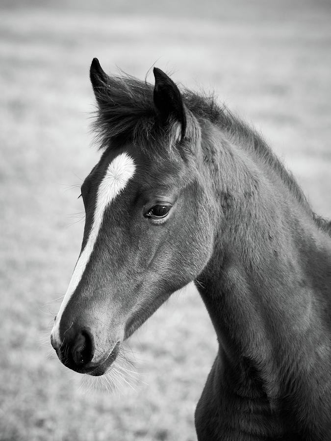 Foal #1 Photograph by Jouko Lehto