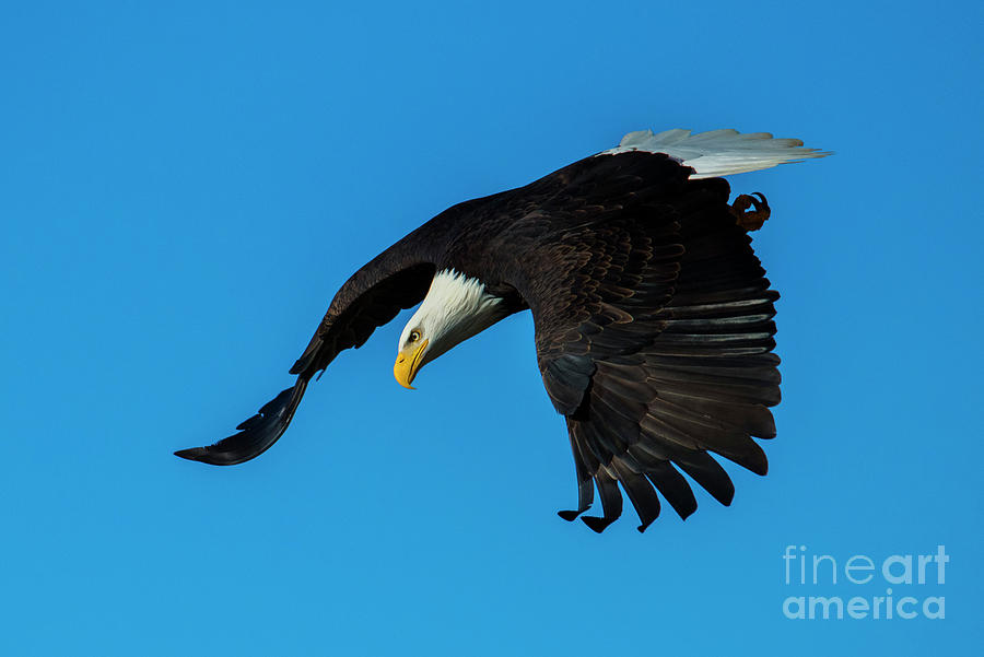 Eagle Photograph - Focused #1 by Michael Dawson