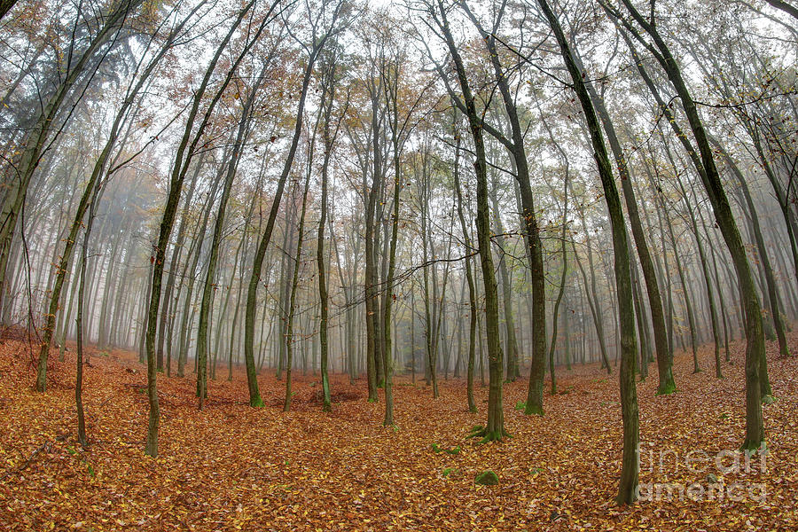 Fog in beech forest in autumn #1 Photograph by Michal Boubin