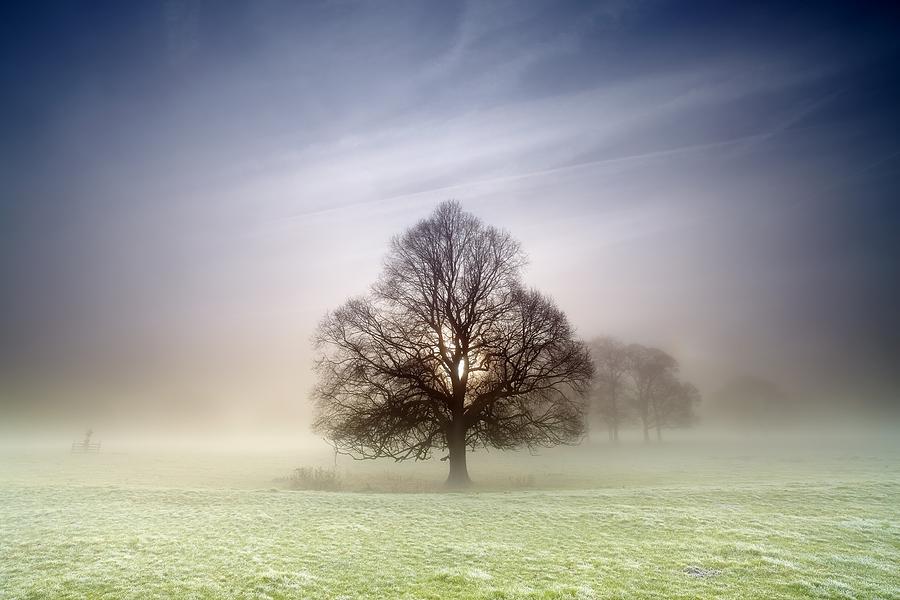 Tree Digital Art - Fog #1 by Maye Loeser