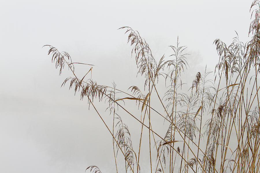 Fog on the pond #2 Photograph by Paul MAURICE
