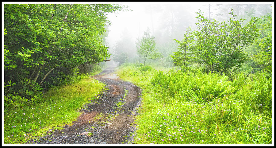 Foggy Afternoon, Pocono Mountain Thicket Trail #1 Photograph by A Macarthur Gurmankin
