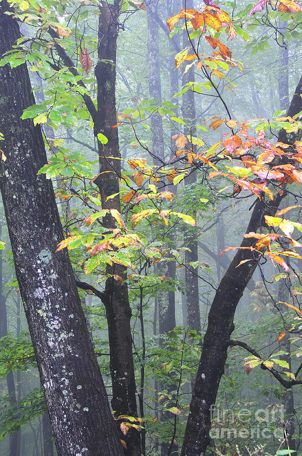 Foggy Fall Forest Photograph