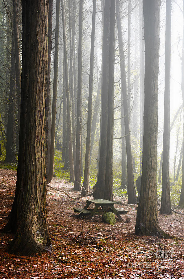 Foggy Forest #1 Photograph by Carlos Caetano