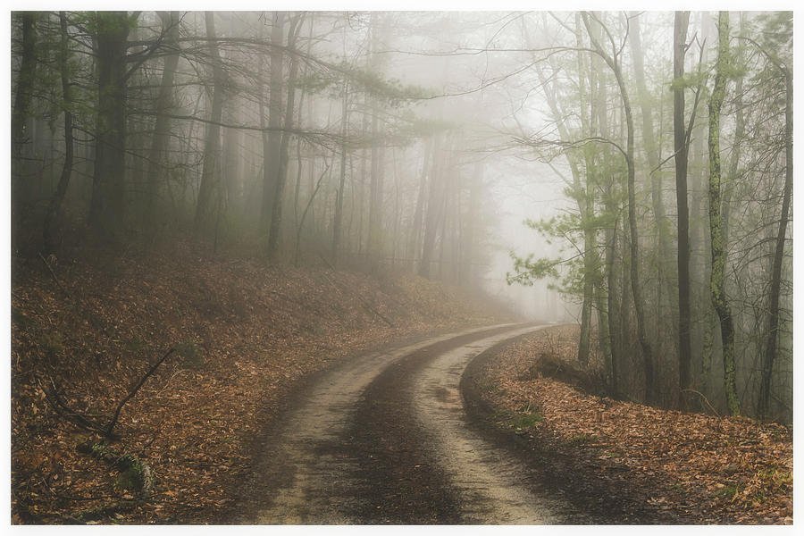 Foggy Forest Road by Chris Brunson