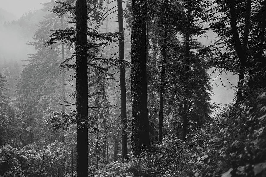 Foggy Hike #1 Photograph by Mountain Dreams
