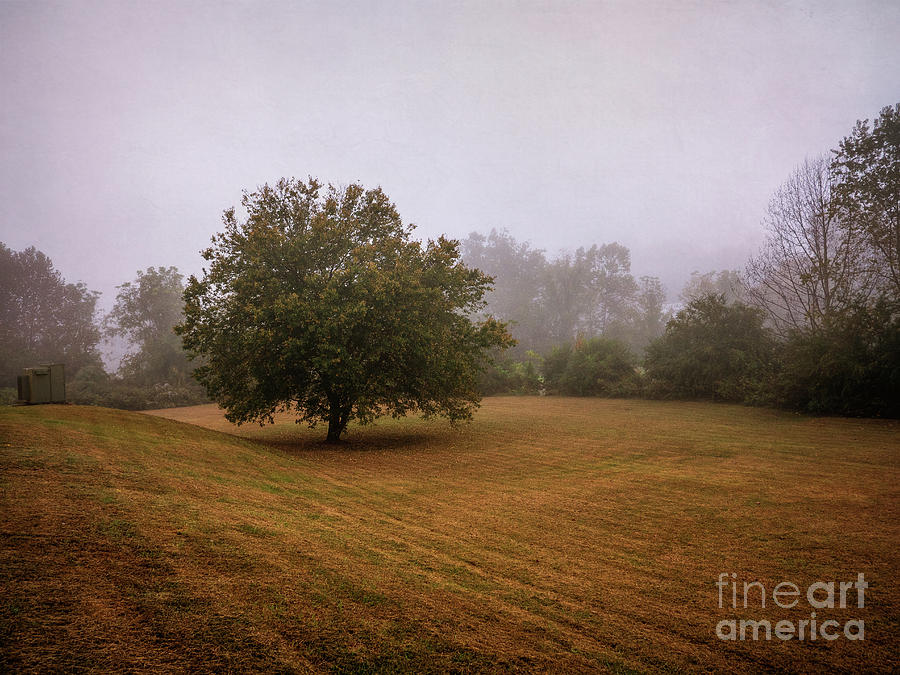 Tree Photograph - Foggy Morning #1 by David Lane