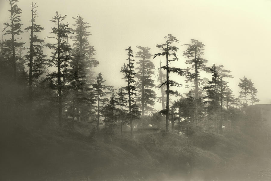 Nature Photograph - Foggy Morning by David Naman