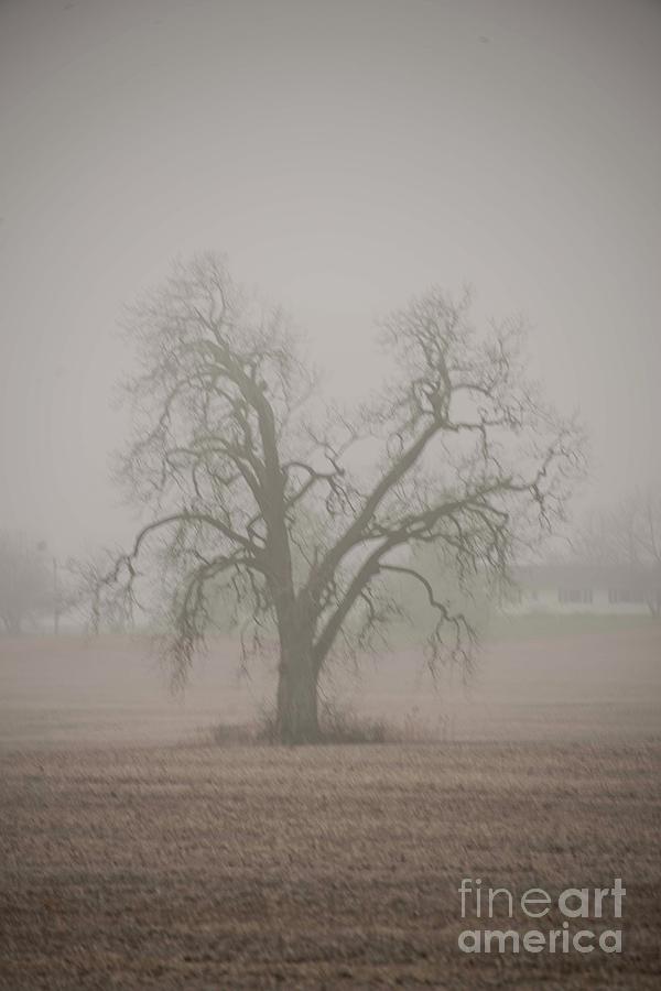 Foggy Oak #1 Photograph by David Bearden