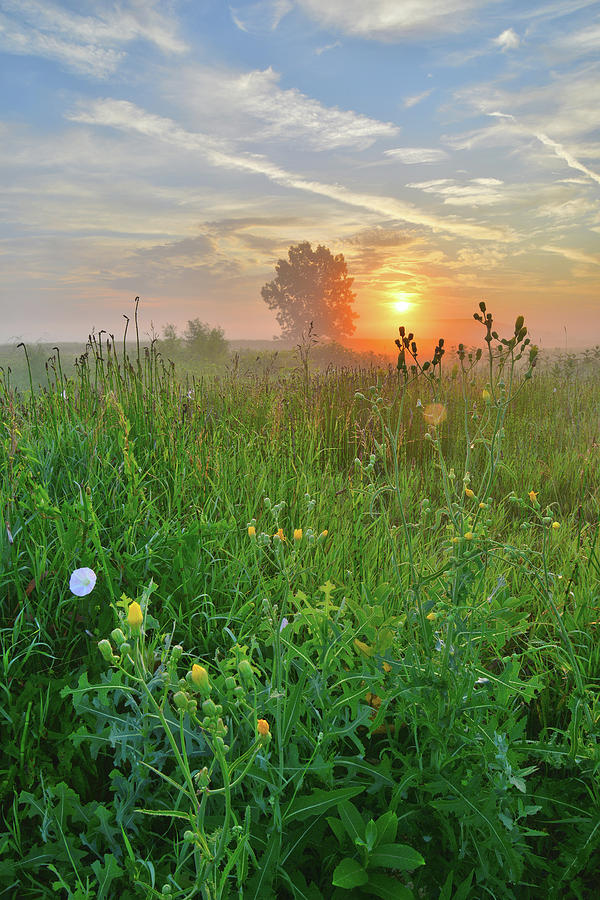 Foggy Sunrise along Nippersink Creek in Glacial Park #1 Photograph by Ray Mathis