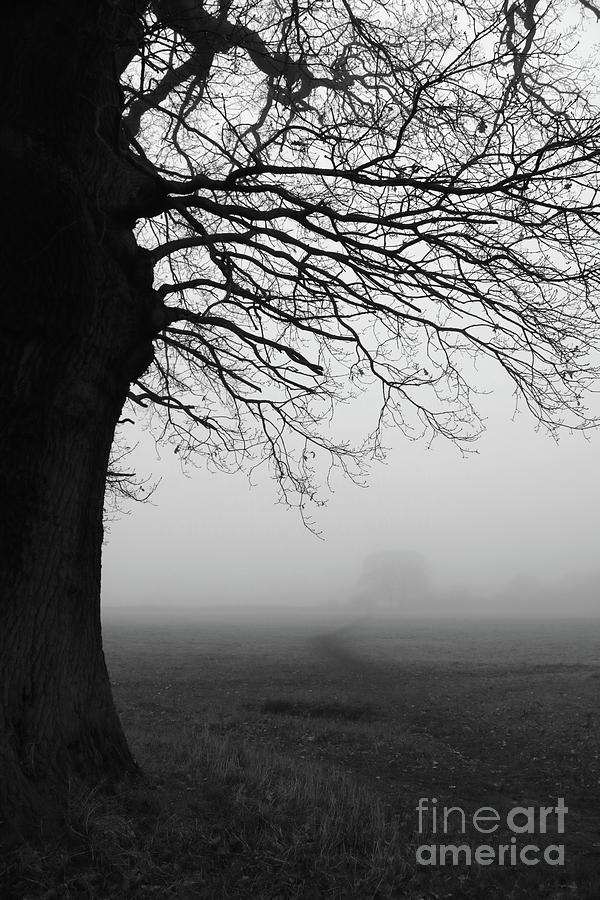 Foggy trees #1 Photograph by Julia Gavin