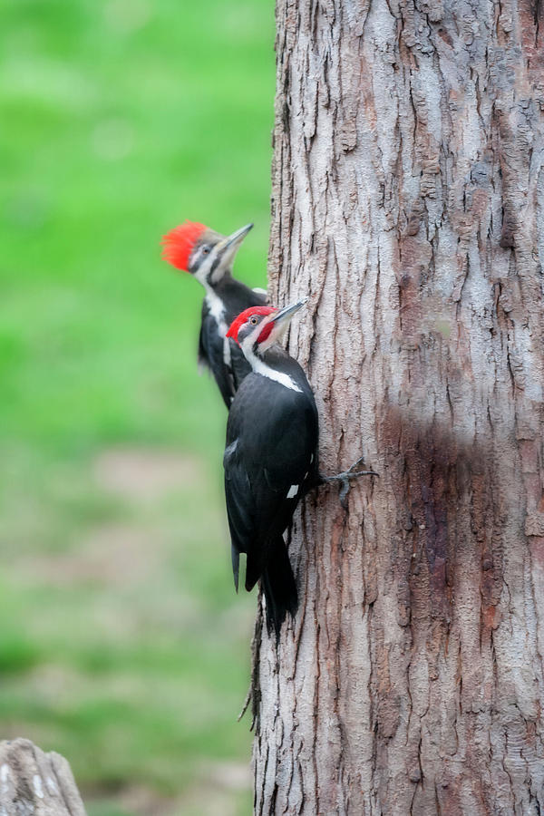 Woodpecker Photograph - Follow me #1 by Dan Friend